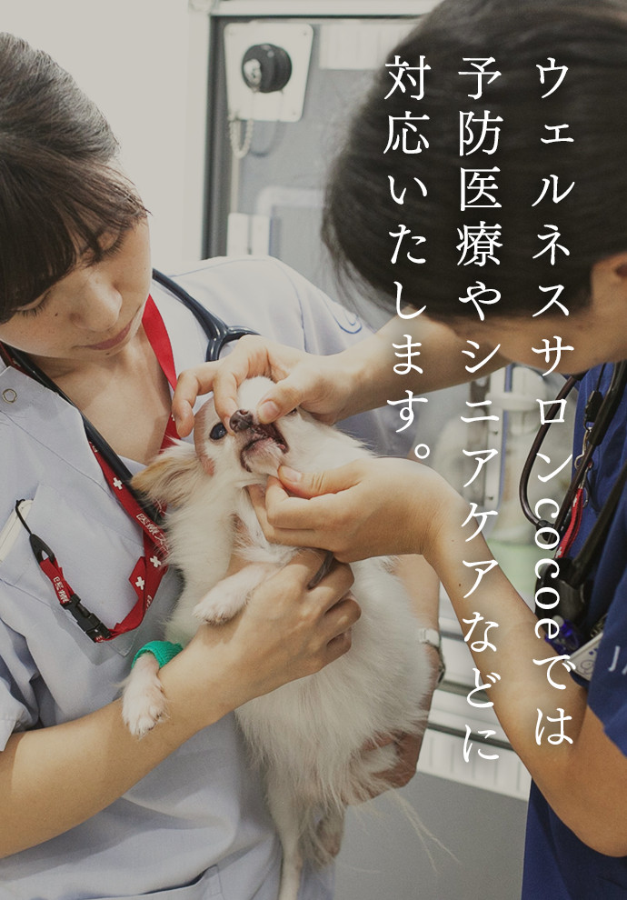 ウェルネスセンターでは 予防医療やシニアケアなどに 対応いたします。