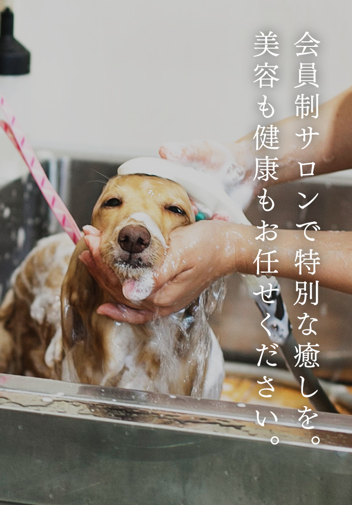 会員制サロンで特別な癒しを。 美容も健康もお任せください。