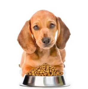 犬の食餌選び　―栄養についてのお話―