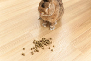 便を食べる？～便はうさぎの整腸剤～