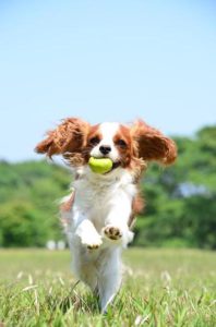 犬のおもちゃ選びで大切な3つのこと