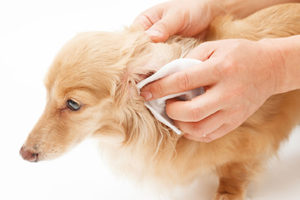 犬の耳が汚い、臭いのはなぜ？