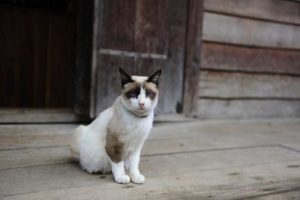 猫が脱走！早く見つけてあげるための大事なポイント