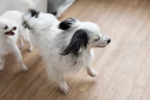 参加してみよう！犬のパピークラス