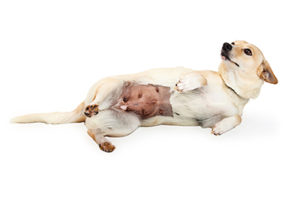 犬の避妊手術　徹底比較！腹腔鏡手術VS開腹手術