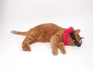 猫の毛玉・抜け毛対策～サマーカット～