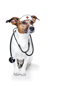 愛犬の血液型知ってますか？