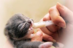 子猫を拾った！