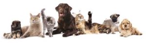 犬と猫の相性