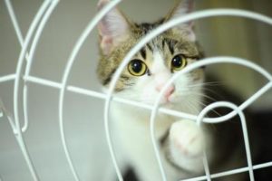 猫を拾った　保護するための大事なポイント