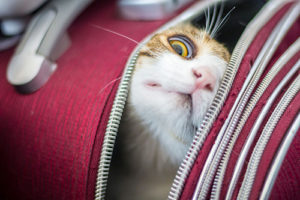 キャリーバッグに入らない猫ちゃん