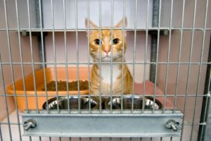 猫を飼うのにケージは必要か