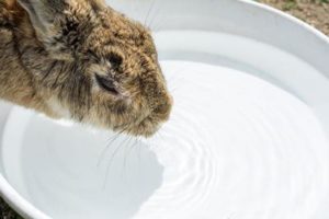 本当は大事なうさぎとお水