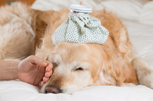 犬の緊急疾患：当院で多い病気１０選