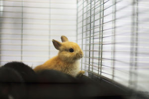 快適なケージ作りの５つのポイント～初めてうさぎを飼う方へ