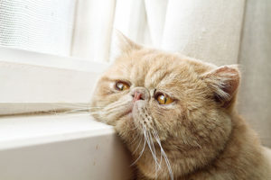 猫もストレスを感じるの？ ～症状と対策～