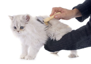 実は大事！猫のブラッシングと毛玉対策