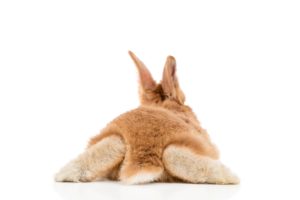 うさぎのお尻洗いマスターになろう！