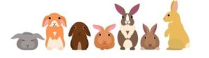 どんなうさぎを飼いたいですか？ うさぎの種類と性格 一般知識