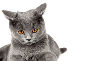 猫は扱いにくい？猫と仲良くなるためのポイント