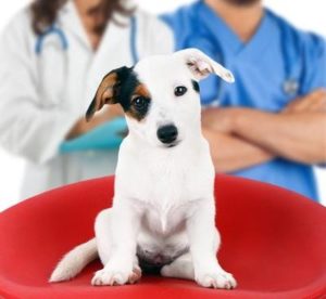 犬の健康診断・大切な４つのポイントとは？