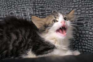 猫の痙攣　知っておきたいこと
