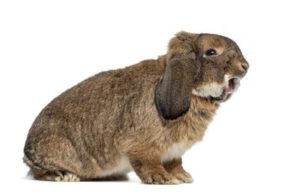 うさぎの「噛み癖」にお悩みの方へ