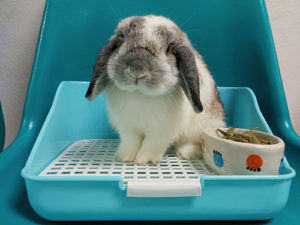 うさぎが赤い尿をしたけど病気ですか？