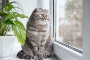 猫がいるけど部屋に植物も置きたい！ 〜植物による中毒事故を防ぐために〜
