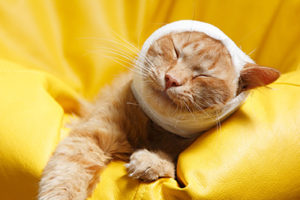 猫の緊急疾患：当院で多い病気７選