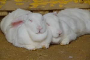 うさぎの寝方ご存知ですか？