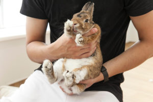 うさぎ抱っこをマスターしよう ！