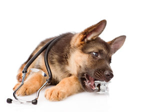 犬の呼吸が速い！知っておきたいこと