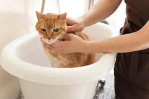 老猫をシャンプーに連れて行けるか？