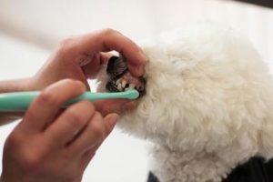 犬の歯石対策/自宅でできる５つのこと