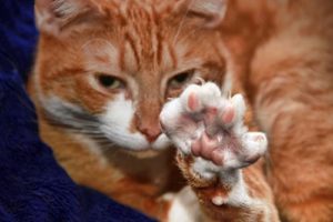 プロが教える猫の爪切り