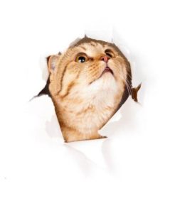 猫のしぐさと意味