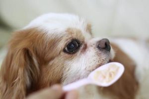 はじめよう犬の介護