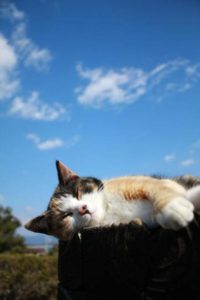 どう違う？野良猫vs地域猫