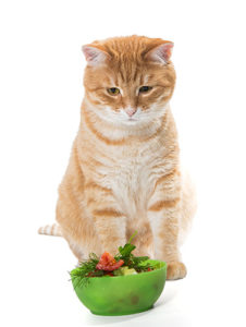 猫のご飯　～あなたの猫は何をどれだけ食べていますか～