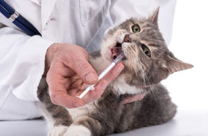 猫の薬の飲ませ方 コツをお教えします
