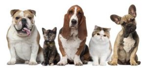 猫と犬の相性