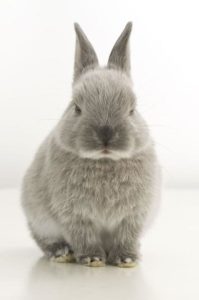 うさぎのにおい、気になりますか？