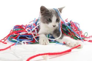 猫が遊んでくれるための４つのポイント ～ストレス・運動不足の改善～