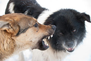 犬の狂犬病注射、どうして必要？