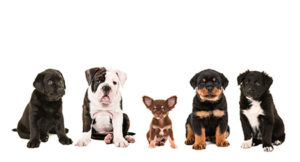 子犬をご自宅へ ―知っておきたい3つの準備―