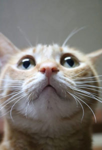 猫のかわいい写真の撮り方～５つのコツ～