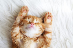 寝る子は育つ！　～猫ちゃんの睡眠時間が長いワケ～