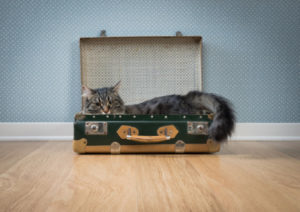 猫とお引越し