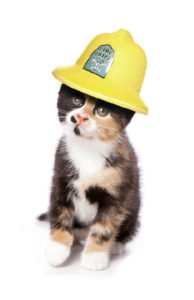 猫と防災対策